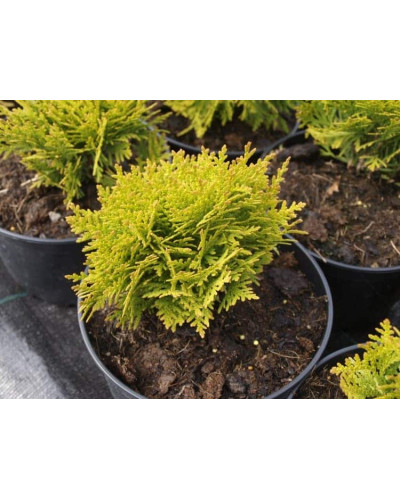 Туя західна Даніка Ауреа | Туя западная Даника Ауреа | Thuja occidentalis Danica Aurea