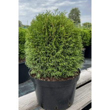 Туя західна Грін Глоб | Туя западная Грин Глоб | Thuja occidentalis Green Globe