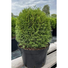 Туя західна Грін Глоб | Туя западная Грин Глоб | Thuja occidentalis Green Globe
