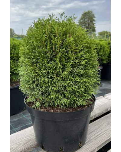 Туя західна Грін Глоб | Туя западная Грин Глоб | Thuja occidentalis Green Globe