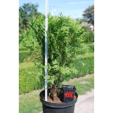 Туя західна Грін Глоб | Туя западная Грин Глоб | Thuja occidentalis Green Globe