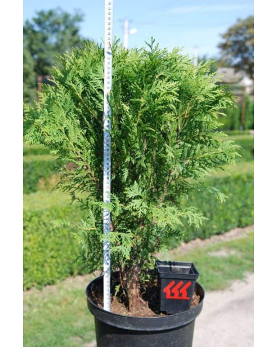 Туя західна Грін Глоб | Туя западная Грин Глоб | Thuja occidentalis Green Globe