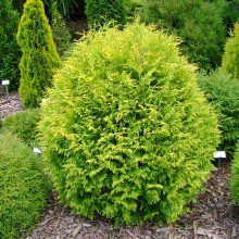 Туя західна Грін Глоб | Туя западная Грин Глоб | Thuja occidentalis Green Globe