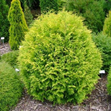 Туя західна Грін Глоб | Туя западная Грин Глоб | Thuja occidentalis Green Globe