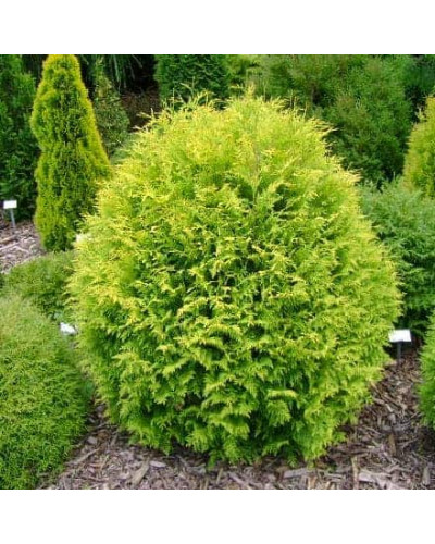 Туя західна Грін Глоб | Туя западная Грин Глоб | Thuja occidentalis Green Globe