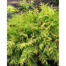 Туя західна Грін Глоб | Туя западная Грин Глоб | Thuja occidentalis Green Globe
