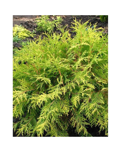 Туя західна Грін Глоб | Туя западная Грин Глоб | Thuja occidentalis Green Globe