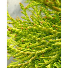 Туя західна Грін Глоб | Туя западная Грин Глоб | Thuja occidentalis Green Globe