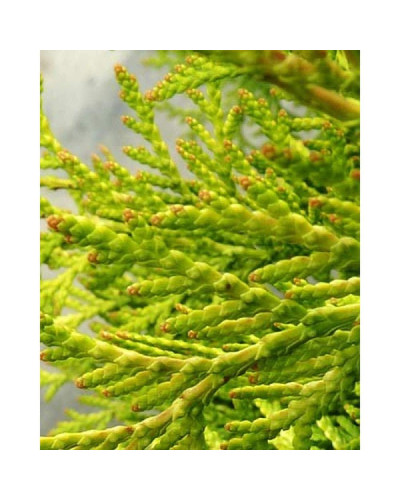 Туя західна Грін Глоб | Туя западная Грин Глоб | Thuja occidentalis Green Globe