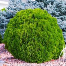Туя західна Грін Глоб | Туя западная Грин Глоб | Thuja occidentalis Green Globe