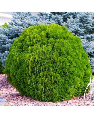 Туя західна Грін Глоб | Туя западная Грин Глоб | Thuja occidentalis Green Globe