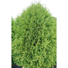 Туя західна Вагнері | Туя западная Вагнери | Thuja occidentalis Wagneri