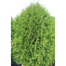 Туя західна Вагнері | Туя западная Вагнери | Thuja occidentalis Wagneri