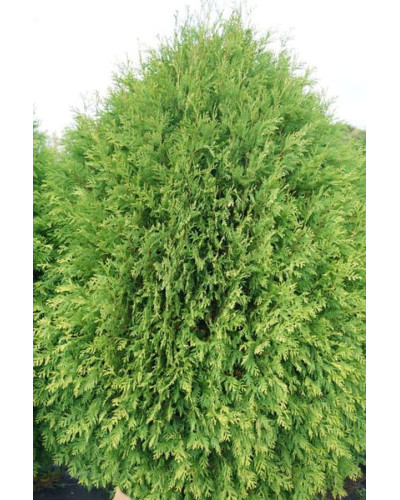 Туя західна Вагнері | Туя западная Вагнери | Thuja occidentalis Wagneri