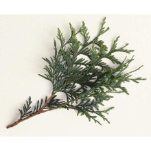 Туя західна Вагнері | Туя западная Вагнери | Thuja occidentalis Wagneri