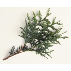 Туя західна Вагнері | Туя западная Вагнери | Thuja occidentalis Wagneri