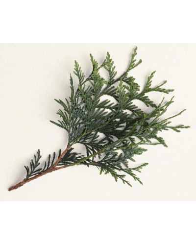 Туя західна Вагнері | Туя западная Вагнери | Thuja occidentalis Wagneri