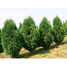 Туя західна Вагнері | Туя западная Вагнери | Thuja occidentalis Wagneri