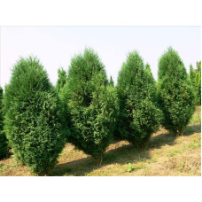 Туя західна Вагнері | Туя западная Вагнери | Thuja occidentalis Wagneri