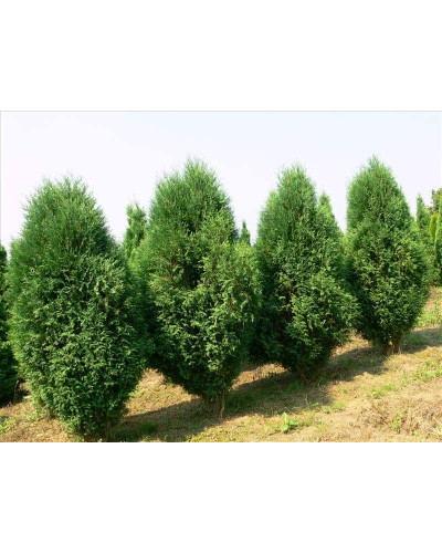 Туя західна Вагнері | Туя западная Вагнери | Thuja occidentalis Wagneri