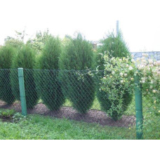 Туя західна Вагнері | Туя западная Вагнери | Thuja occidentalis Wagneri