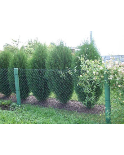 Туя західна Вагнері | Туя западная Вагнери | Thuja occidentalis Wagneri