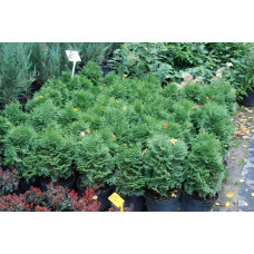 Туя західна Вагнері | Туя западная Вагнери | Thuja occidentalis Wagneri