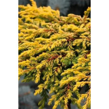 Ялівець звичайний Голдшатц | Juniperus communis Goldschatz | Можжевельник обыкновенный Голдшатц
