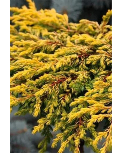 Ялівець звичайний Голдшатц | Juniperus communis Goldschatz | Можжевельник обыкновенный Голдшатц
