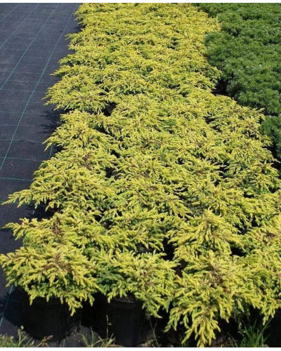 Ялівець звичайний Голдшатц | Juniperus communis Goldschatz | Можжевельник обыкновенный Голдшатц