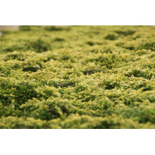 Ялівець звичайний Голдшатц | Juniperus communis Goldschatz | Можжевельник обыкновенный Голдшатц