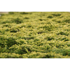 Ялівець звичайний Голдшатц | Juniperus communis Goldschatz | Можжевельник обыкновенный Голдшатц