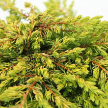 Ялівець звичайний Голдшатц | Juniperus communis Goldschatz | Можжевельник обыкновенный Голдшатц
