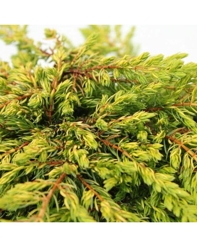 Ялівець звичайний Голдшатц | Juniperus communis Goldschatz | Можжевельник обыкновенный Голдшатц