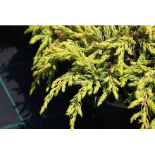 Ялівець звичайний Голдшатц | Juniperus communis Goldschatz | Можжевельник обыкновенный Голдшатц