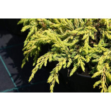 Ялівець звичайний Голдшатц | Juniperus communis Goldschatz | Можжевельник обыкновенный Голдшатц