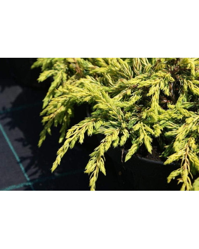 Ялівець звичайний Голдшатц | Juniperus communis Goldschatz | Можжевельник обыкновенный Голдшатц