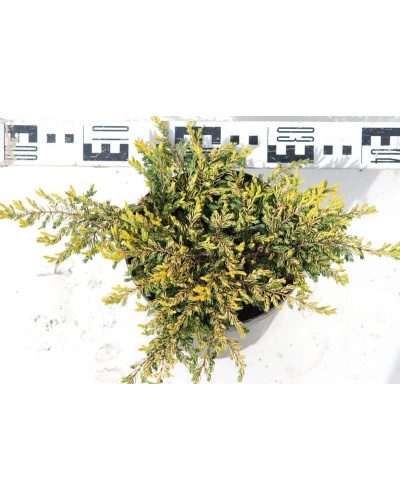 Ялівець звичайний Голдшатц | Juniperus communis Goldschatz | Можжевельник обыкновенный Голдшатц