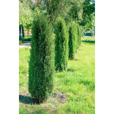 Ялівець звичайний Копресса | Juniperus Communis Compressa | Можжевельник обыкновенный Компресса