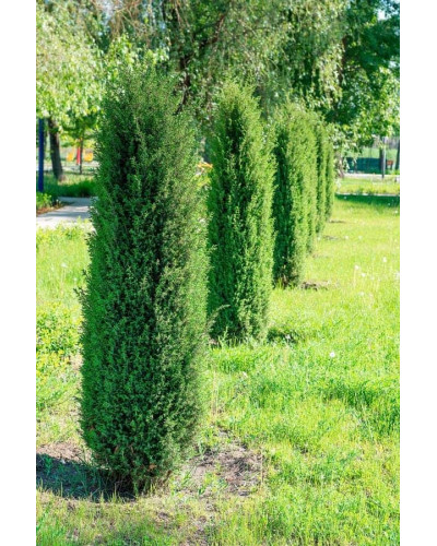 Ялівець звичайний Копресса | Juniperus Communis Compressa | Можжевельник обыкновенный Компресса