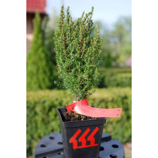 Ялівець звичайний Копресса | Juniperus Communis Compressa | Можжевельник обыкновенный Компресса