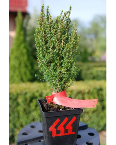 Ялівець звичайний Копресса | Juniperus Communis Compressa | Можжевельник обыкновенный Компресса