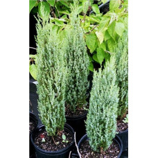 Ялівець звичайний Копресса | Juniperus Communis Compressa | Можжевельник обыкновенный Компресса