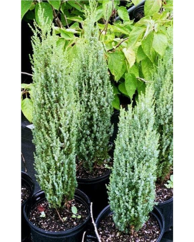 Ялівець звичайний Копресса | Juniperus Communis Compressa | Можжевельник обыкновенный Компресса