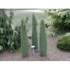 Ялівець звичайний Копресса | Juniperus Communis Compressa | Можжевельник обыкновенный Компресса