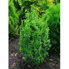 Ялівець звичайний Копресса | Juniperus Communis Compressa | Можжевельник обыкновенный Компресса
