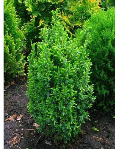 Ялівець звичайний Копресса | Juniperus Communis Compressa | Можжевельник обыкновенный Компресса