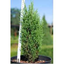 Ялівець звичайний Копресса | Juniperus Communis Compressa | Можжевельник обыкновенный Компресса