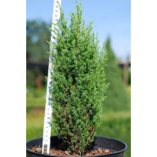 Ялівець звичайний Копресса | Juniperus Communis Compressa | Можжевельник обыкновенный Компресса