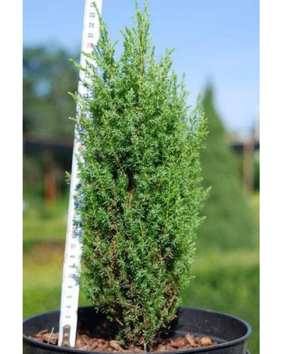 Ялівець звичайний Копресса | Juniperus Communis Compressa | Можжевельник обыкновенный Компресса